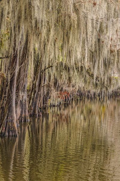 Jones, Adam 아티스트의 Cypress trees and Spanish moss lining shoreline of Caddo Lake-Uncertain-Texas작품입니다.